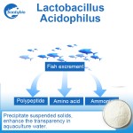 Wholesale Price Probiotics Lactobacillus Acidophilus Powder