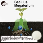High Quality Agriculture Probiotics Bacillus Megaterium for Soil Improvement