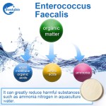 Enterococcus Faecalis Probiotic for Biofloc Fish Farming
