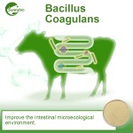 China Factory Bacillus Coagulans Feed with Probiotics