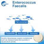 Enterococcus Faecalis Probiotic for Biofloc Fish Farming