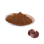 Ganoderma Powder Supplier - Reishi Mushroom Health Supplement