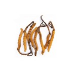Cordyceps Extract Factory - Sinensis Mycelium Quality Powder