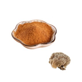 Turkey Tail Mushroom Supplier - Natural Food Grade Extract