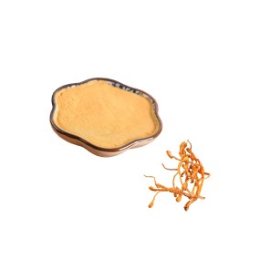 Cordyceps Powder Manufacturer - Militaris Mushroom Health Food