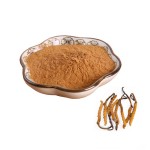 Cordyceps Extract Factory - Sinensis Mycelium Quality Powder