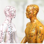 Acupuncture Model Supplier - Pressure Point Meridians Manikin