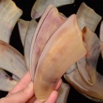 Horn Scalp Massager Factory - Natural Horn Facial SPA