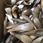 Natural Horn Gua Sha Factory - Scraping Plate Muscle Relief