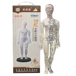 Acupuncture Model Supplier - Pressure Point Meridians Manikin