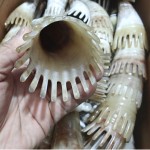 Horn Comb Manufacturer - Beauty Salon Meridian Shampoo