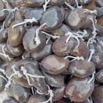 Toe Separator Supplier - Silicone Bunion Corrector Breathable