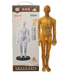 Acupuncture Model Supplier - Pressure Point Meridians Manikin