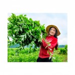 Moxa Sticks Supplier - Pure Natural Quick Penetrate Meridians Body Surface