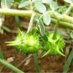 Tribulus Terrestris Saponin Powder 90% Raw Material Tribulus Terrestris Extract Capsules Tribulus Extract Saponins