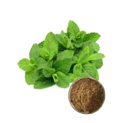 100% Natural Organic Peppermint Extract Peppermint Leaf Extract Powder