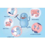 Lactobacillus Rhamnosus GG Good Quality Supply Probiotics Powder Lactobacillus Rhamnosus