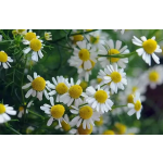 Chamomile Powder Extract Food Supplement Chamomile Extract Raw Material 10:1