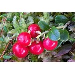 Bilberry Extract Fruit Bilberry Powder Food Supplement Bilberry Fruit Powder