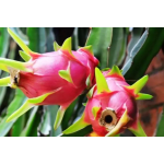Bulk Red Organic Pink Pitaya Powder Dragon Fruit Juice Powder Spray Dragon Fruit Powder