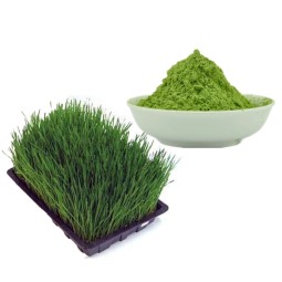Factory Supply Wheat Grass Extract High Quality Wheat Grass Powder Wheat Grass Juice Powder