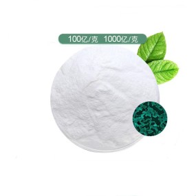 Best Reputation Probiotics Lactobacillus Rhamnosus Powder Lactobacillus Rhamnosus Powder