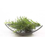 Wholesale Factory Supply Pure Rosemary Extract Powder Rosemary Leaf Extract Extract