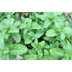 Lemon Balm Extract 5% Rosmarinic Acid Powder Natural Bulk Melissa Extract Powder