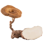 Tiger Milk Mushroom Extract Hot Sales Lignosus Rhinocerus Extract Powder 30% Polysaccharides Tiger Milk Mushroom Powder