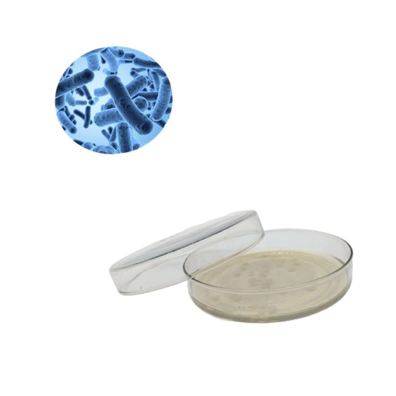 Bacillus Coagulans Capsules Bulk Additives Probiotics Powder Bacillus Coagulans Food Grade