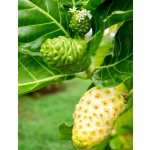 Noni Extract Powder Wholesale Natural Noni Fruit Powder Noni Powder Food Grade