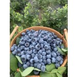 Wild Blueberry Powder Organic Food Grade Organic Blueberry Powder Fruit