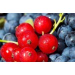 Mixex Berries Instant Juice Powder Food Grade Cranberry Powder 3 Kinds Fruit Mixed Berries Powder