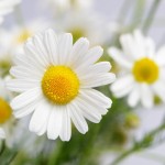 Chamomile Powder Extract Food Supplement Chamomile Extract Raw Material 10:1