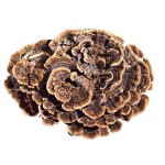 Turkey Tail Mushroom Powder Bulk Price Yunzhi Coriolus Versicolor NOP EU Organic Trametes Versicolor Powder