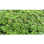 Bacopa Extract 10%- 50% Bacosides False Purslane Extract Wholesales Bacopa Monnieri Extract Powder
