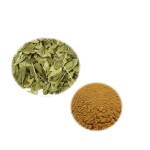 High Quality Wholesale Buchu Extract  Food Grade Buchu Leaf Extract Powder