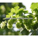 Xanthohumol Powder 3% 5% Hot Sales Hops Flowers Extract Humulus Lupulus Xanthohumol Extract