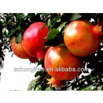 Factory Supply Wholesale Bulk Organic Certificated Pomegranate Juice Powder Organic Pomegranate Powder