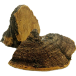 Water Soluble Beta Glucan 30% Phellinus Linteus Extract Wholesale Phellinus Igniarius Mushroom Extract