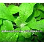 Wholesale Factory Supply Bulk Organic Stevia Extract Powder Stevia Extract Powder
