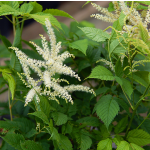 Black Cohosh Powder Cimicifuga Racemosa Triterpenoid Saponins 2.5% Triterpene Glycosides Supplement Black Cohosh Extract Powder