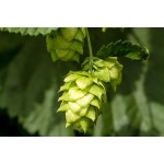 Humulus Lupulus Extract Flavones Wholesale Bulk Hops Extract Flavonoids Powder 4%