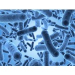 Lactobacillus Rhamnosus GG Good Quality Supply Probiotics Powder Lactobacillus Rhamnosus