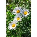 Chamomile Powder Bulk Flavonoid Powder Whole Natural Chamomile Extract Powder Total Flavonoids