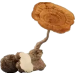 Tiger Milk Mushroom Extract Hot Sales Lignosus Rhinocerus Extract Powder 30% Polysaccharides Tiger Milk Mushroom Powder