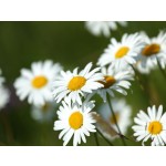 Chamomile Powder Bulk Flavonoid Powder Whole Natural Chamomile Extract Powder Total Flavonoids