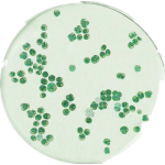 Chlamydomonas Reinhardtii Extract Powder Wholesale Price Algae Chlamydomonas Reinhardtii Powder 99%