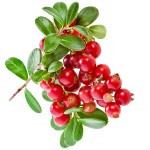 Bilberry Extract Fruit Bilberry Powder Food Supplement Bilberry Fruit Powder