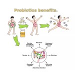Factory Supply Probiotics Powder Lactobacillus Bulgaricus Food Grade Powder
